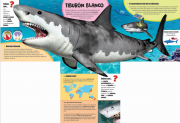 Tiburones 1